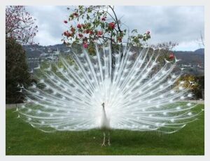 white-peacock-st